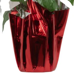 Northlight 14.5" White Artificial Christmas Poinsettia With Red Wrapped Base -Northlight Store GUEST 92ac672c 696d 4013 8c71 de671af28eab