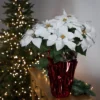 Northlight 22" White Artificial Christmas Poinsettia Flowers With Red Wrapped Base 2 Northlight 22" White Artificial Christmas Poinsettia Flowers With Red Wrapped Base -Northlight Store GUEST d3c4483f 7612 4a36 9675 e2bd96a693df